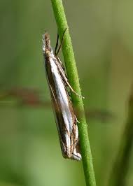 Attēlu rezultāti vaicājumam “Crambus heringiellus”