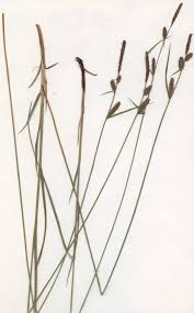 Attēlu rezultāti vaicājumam “Carex globularis”