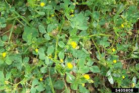 Attēlu rezultāti vaicājumam “Medicago”