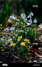 Attēlu rezultāti vaicājumam “Eranthis hyemalis flower”