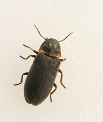 Attēlu rezultāti vaicājumam “Anobium pertinax”