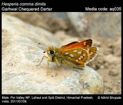 Attēlu rezultāti vaicājumam “Hesperia comma male”