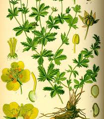 Image result for Potentilla tormentilla