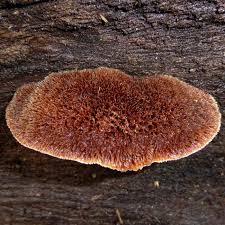 Attēlu rezultāti vaicājumam “Postia guttulata”