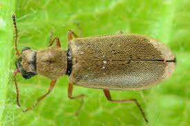 Attēlu rezultāti vaicājumam “Dasytes caeruleus imago”