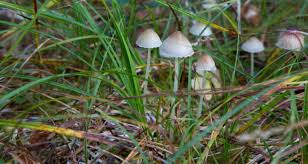 Attēlu rezultāti vaicājumam “Mycena filopes”