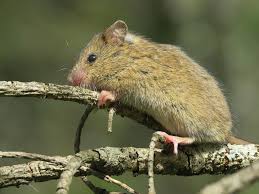 Attēlu rezultāti vaicājumam “Sicista betulina”