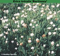 Attēlu rezultāti vaicājumam “Erica tetralix flower”