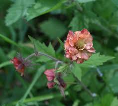 Image result for Geum rivale