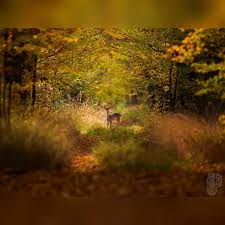 Attēlu rezultāti vaicājumam “Lamproderma pulchellum macro”