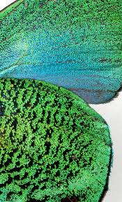 Attēlu rezultāti vaicājumam “Arcyria imperialis”