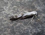 Attēlu rezultāti vaicājumam “Lyonetia prunifoliella”