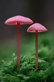 Attēlu rezultāti vaicājumam “Mycena rosella”