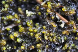 Attēlu rezultāti vaicājumam “Nardia scalaris cells”