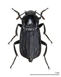 Attēlu rezultāti vaicājumam “Silphidae”