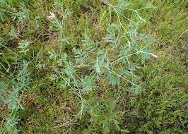 Attēlu rezultāti vaicājumam “Astragalus arenarius”