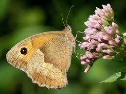 Attēlu rezultāti vaicājumam “Maniola jurtina male”