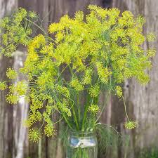 Image result for Dill