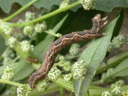 Attēlu rezultāti vaicājumam “Pelurga comitata”