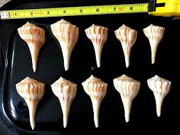 Image result for Sinistrofulgur perversum