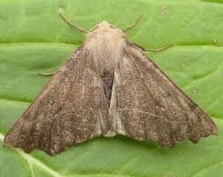 Attēlu rezultāti vaicājumam “Odontopera bidentata”