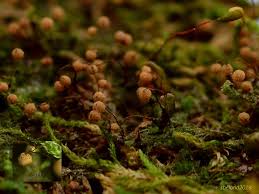 Attēlu rezultāti vaicājumam “Cribraria tenella”