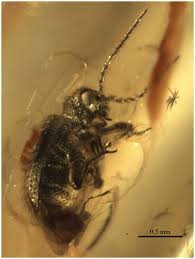 Attēlu rezultāti vaicājumam “Ptinus sp. female”