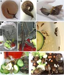 Attēlu rezultāti vaicājumam “Arion lusitanicus adult”