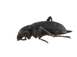 Attēlu rezultāti vaicājumam “Blaps mortisaga”