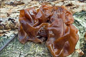 Attēlu rezultāti vaicājumam “Tremella foliacea”