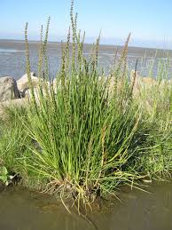 Attēlu rezultāti vaicājumam “Triglochin maritimum fruit”