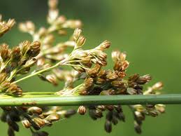 Attēlu rezultāti vaicājumam “Juncus effusus fruit”