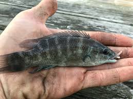 Image result for Tautogolabrus adspersus