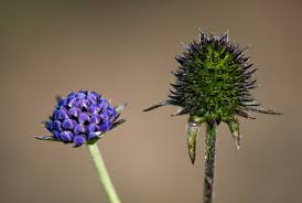 Image result for Succisa pratensis