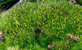 Attēlu rezultāti vaicājumam “Grimmia pulvinata sporophyte”