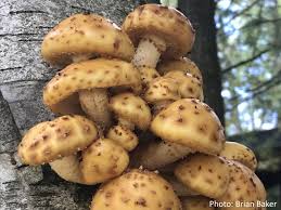 Attēlu rezultāti vaicājumam “Pholiota aurivella”