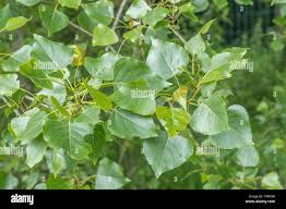 Attēlu rezultāti vaicājumam “Populus x gileadensis leaf”