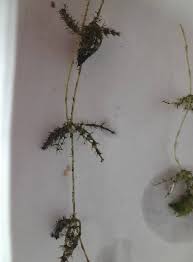 Attēlu rezultāti vaicājumam “Chara aspera male”