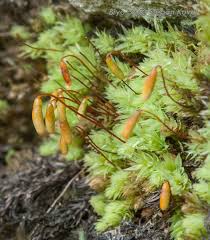Attēlu rezultāti vaicājumam “Pohlia cruda”
