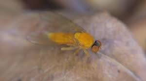 Attēlu rezultāti vaicājumam “Agathomyia wankowiczii”