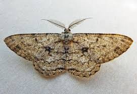 Attēlu rezultāti vaicājumam “Hypomecis roboraria”