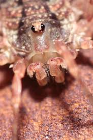 Attēlu rezultāti vaicājumam “Lophopilio palpinalis”