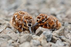 Attēlu rezultāti vaicājumam “Gallinago gallinago nest”