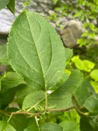 Attēlu rezultāti vaicājumam “Malus prunifolia”