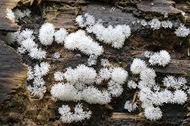 Attēlu rezultāti vaicājumam “Ceratiomyxa fruticulosa young”