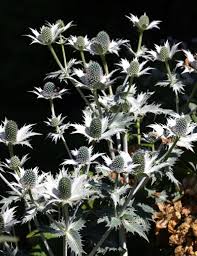 Image result for Edeldistel