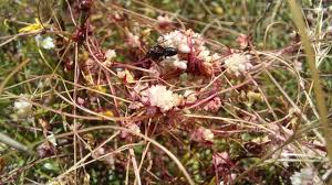 Attēlu rezultāti vaicājumam “Cuscuta epithymum subsp. trifolii flower”