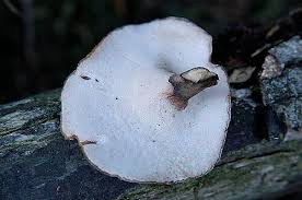 Attēlu rezultāti vaicājumam “Polyporus tubaeformis”