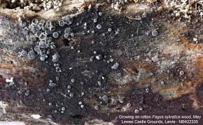 Attēlu rezultāti vaicājumam “Mollisia cinerea”