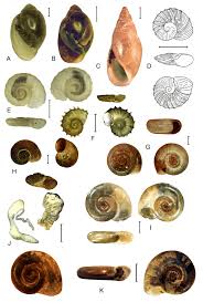Attēlu rezultāti vaicājumam “Planorbidae”